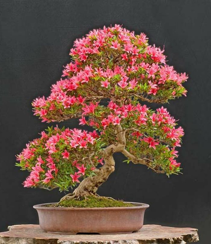 Bonsai Azalea Tree Pink Blossom 30 rokov
