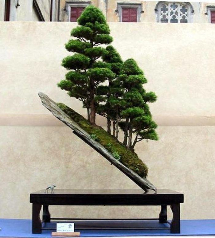 árvores bonsai composição stand-incomum