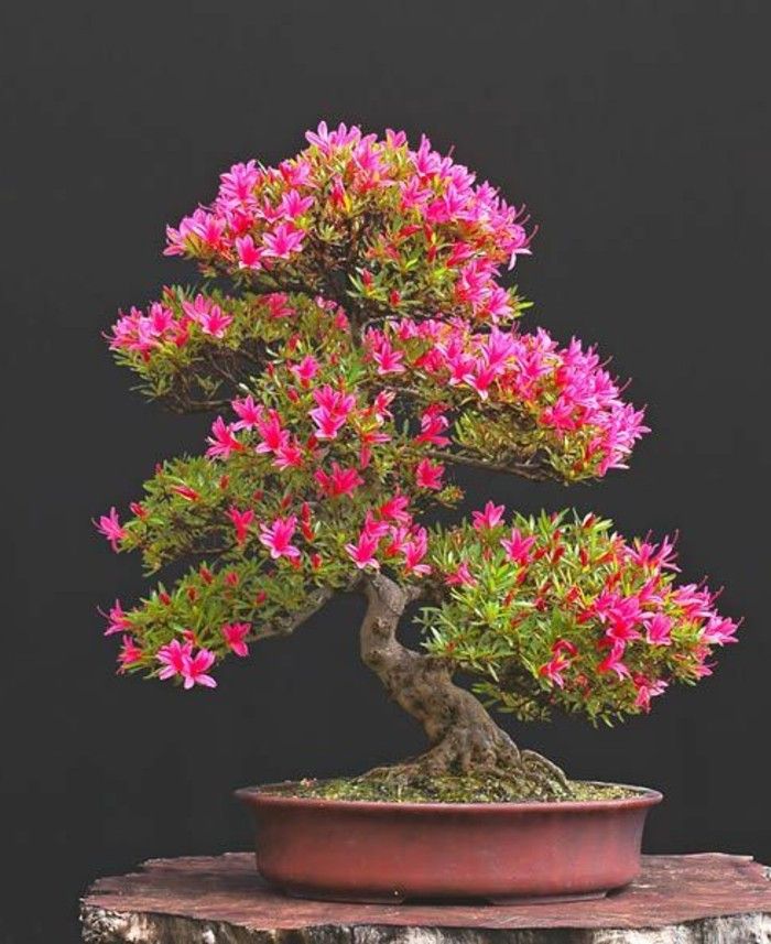 Bonsai Tree Flower cveti azaleje