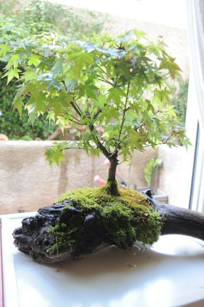 Bonsai Tree Driftwood stand-ustvarjalno