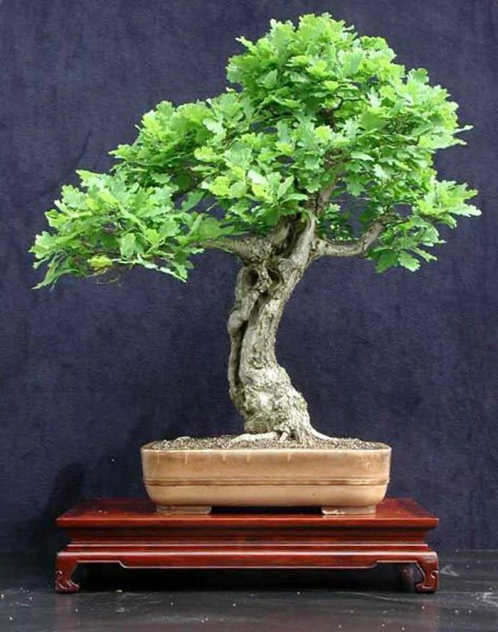 Bonsai Tree európsky dub