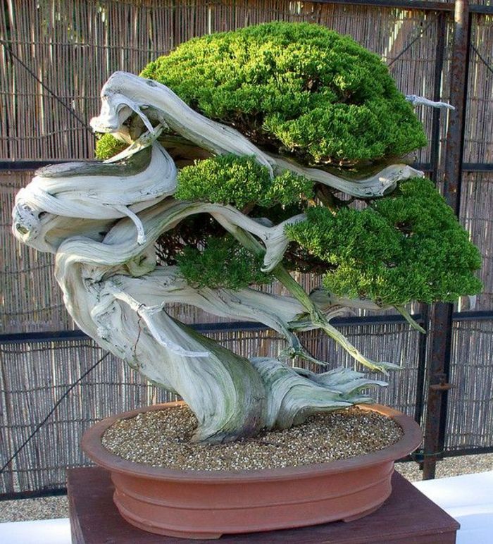Bonsai treet interessant Shape uvanlig-stor