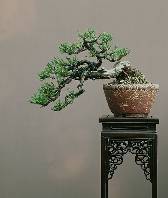 Bonsai interessante forma invulgarmente-pictórica-vintage-stand preto vaso de flores