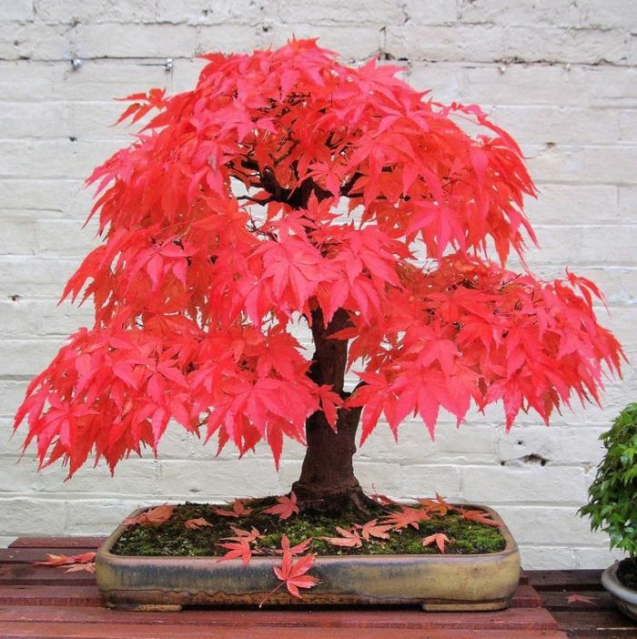 Bonsai Tree Japonski Red Maple