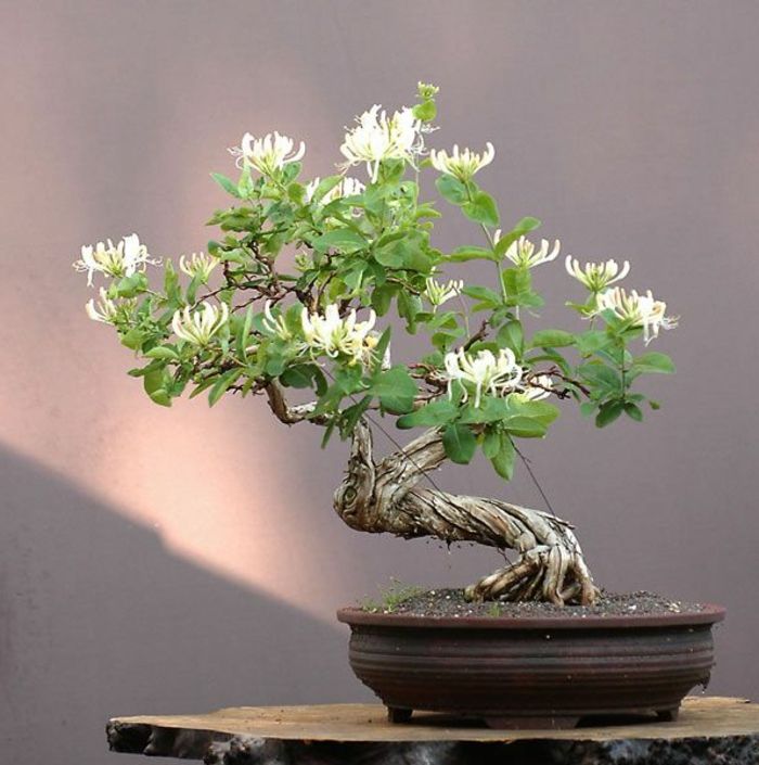 Bonsai vaza cvet Vrsta