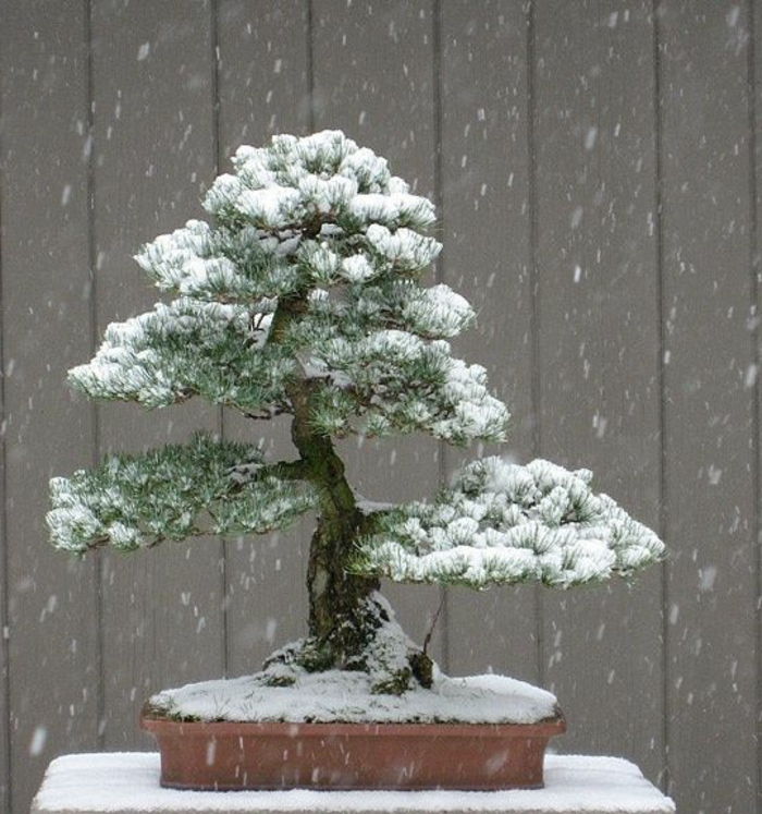 Bonsai di neve coperta di pini vaso di fiori