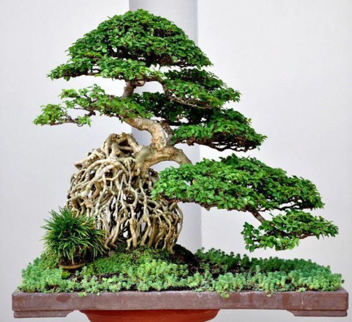 Bonsai Art Tre Grass vakker komposisjon