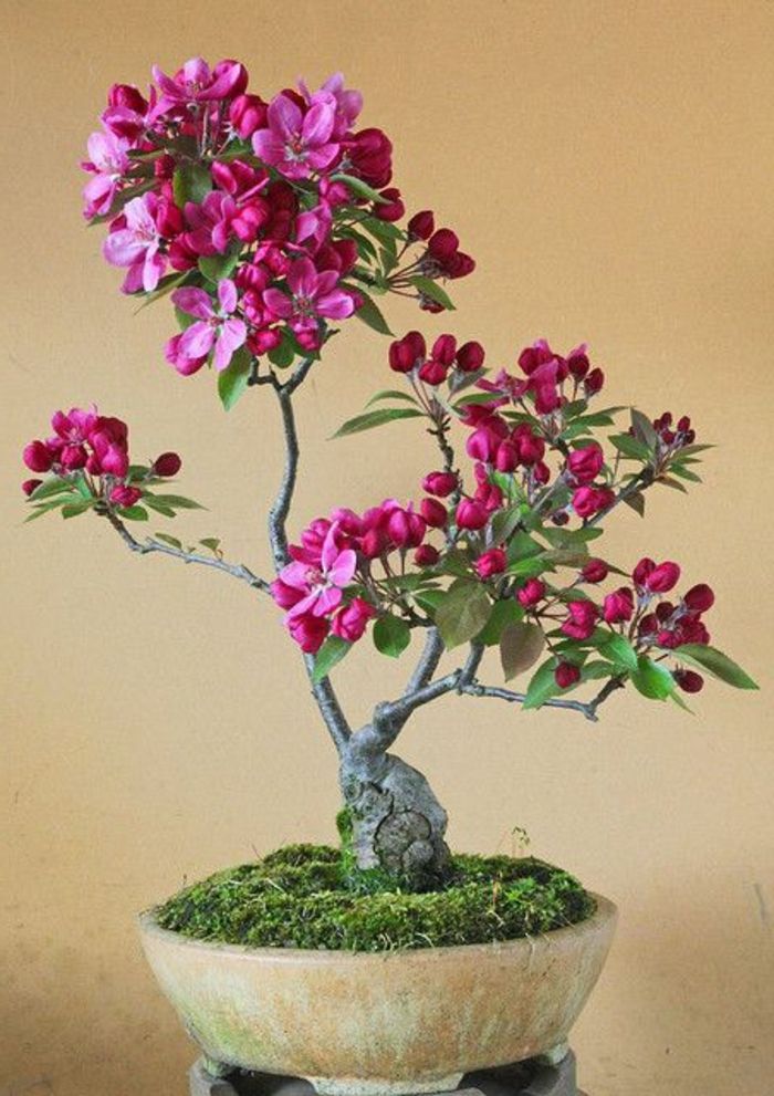 Bonsai Art Flower cyclamen farge mose keramiske beholdere