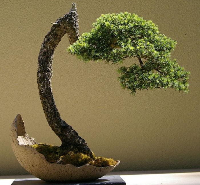 Bonsai Tree ihličnanov škrupina pôvodné zloženie