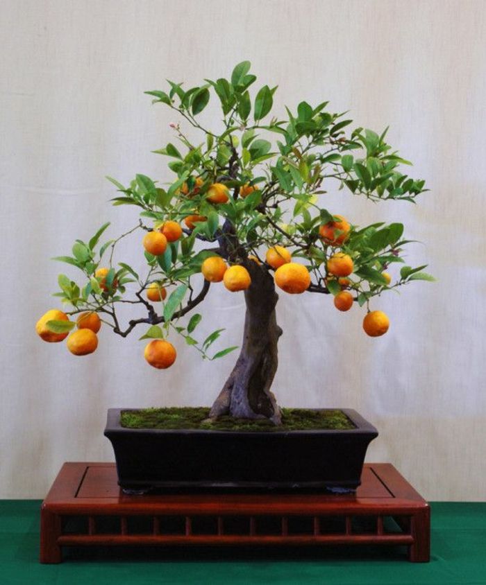 Bonsai Orange Tree pequena doce idéia original