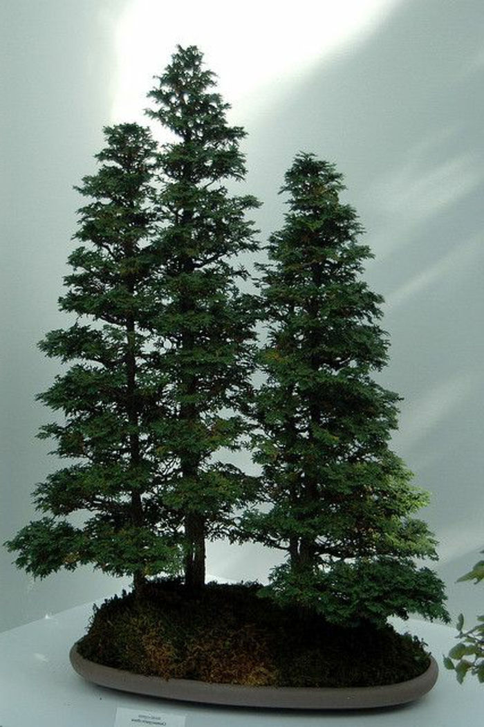 conifere foresta di bonsai si distinguono