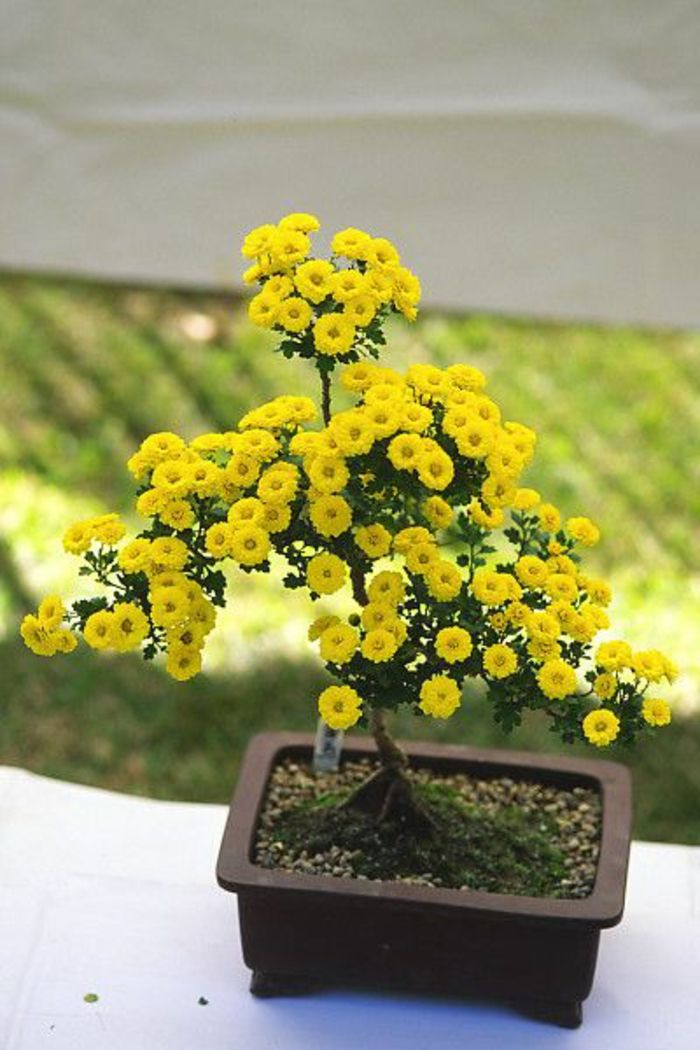 Bonsai žltá Chrysanthemum kvetináče Moss ozdobné kamienky