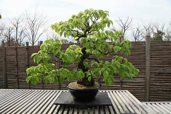 Bonsai išorinėje erdvėje