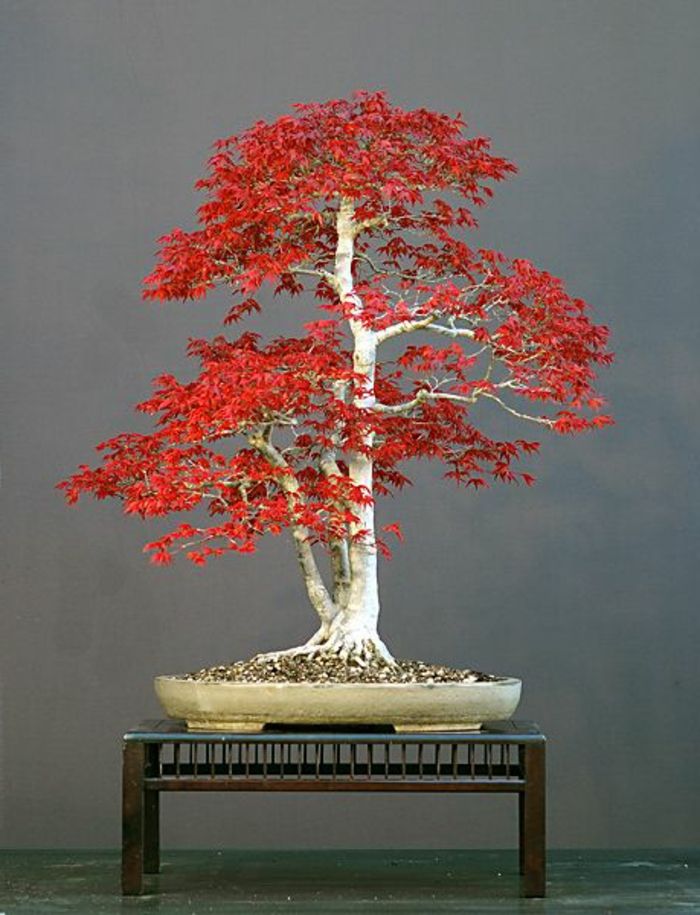 Bonsai Japonský Maple Red Leaves Art