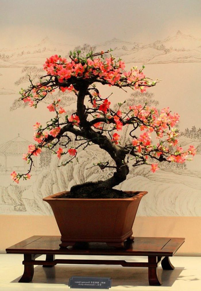 Bonsai romantsich utseende blomster attraktiv-vakker
