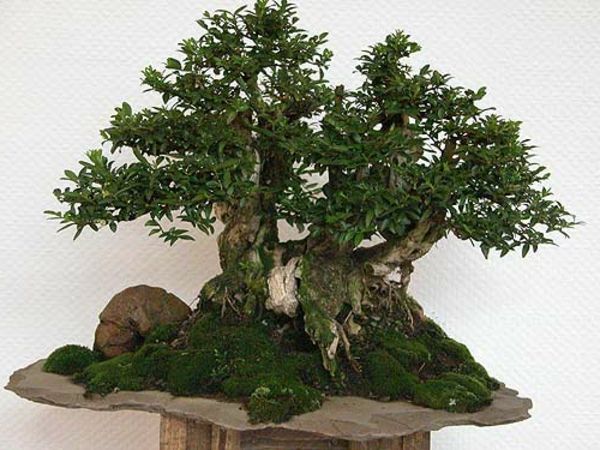 Multi-kilo Bonsai grupę