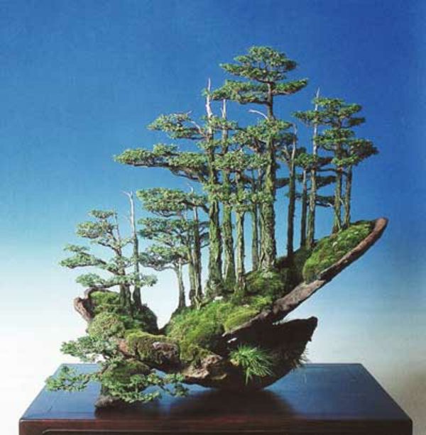 Grupė sodinimo-nuo-bonsai rūšių