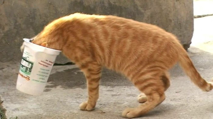 Bulgariska yoghurt även-the-cat-äta-like