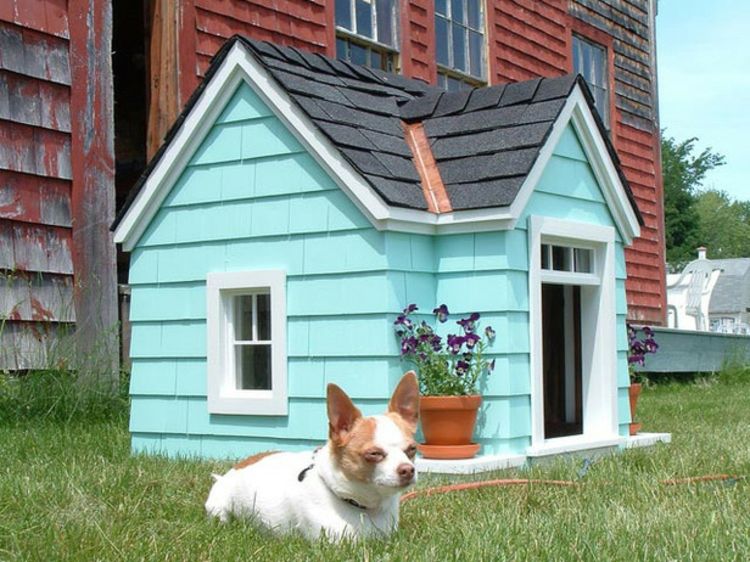 Šuns namas-Chic-in-turkio-mėlynos-ypač-modernus prašmatnus