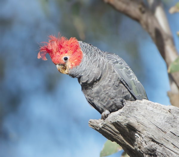 Callocephalon_fimbriatum_toller Parrot Colorful Parrot-kakadue tapet papegøye tapet