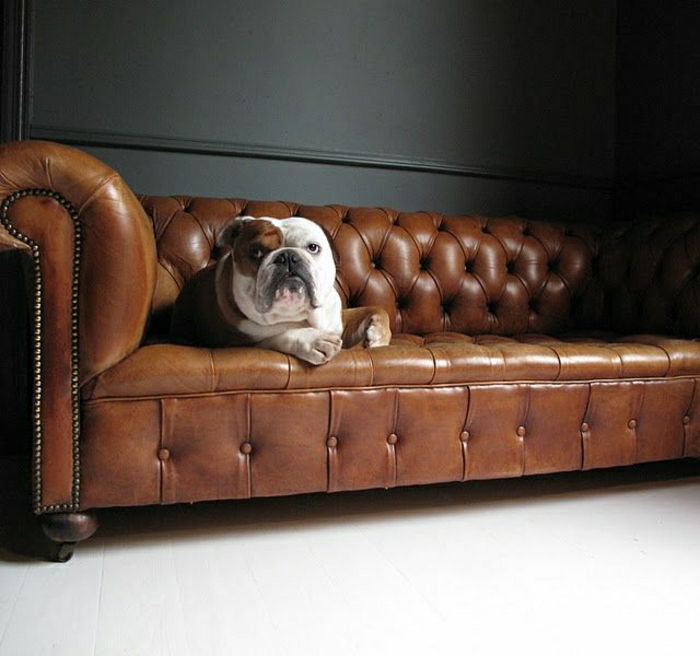 Chesterfield sofos buldogas
