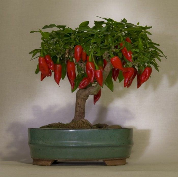 Chili Tree Bonsai zaujímavé-hot-korenistá
