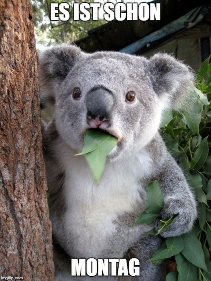 Cool-funny-pictures-con-Koala
