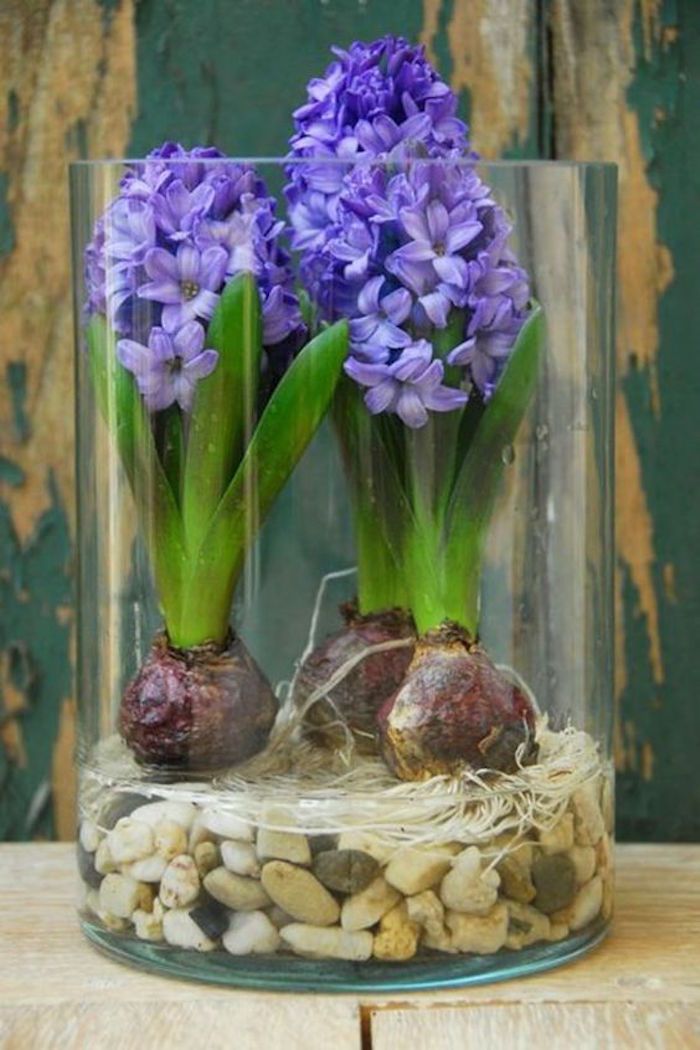 Gėlių svogūnėlių stiklas su dekoratyviniais akmenimis, hiacintas