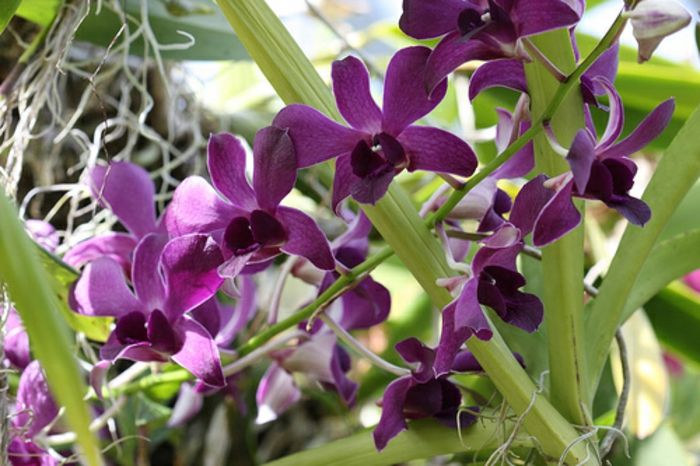 Dendrobium vrste Orhideen-v-vijolična