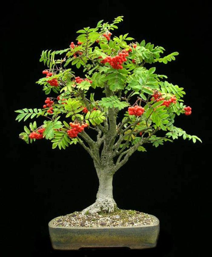 Rowan bonsai ovocie