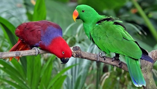 Eclectus_roratus Parrot Parrot Parrot-kupi-kupi-papige ozadje pisana papiga