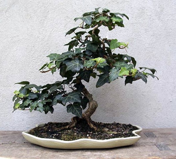 Efeu_als_Bonsai