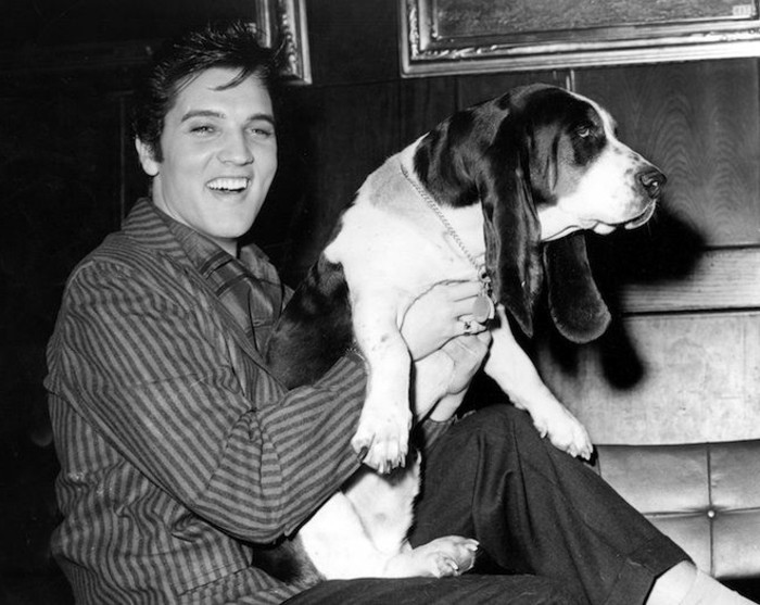 Elvis Presley, cu-lui-Basset-1957-exotice-animale de companie