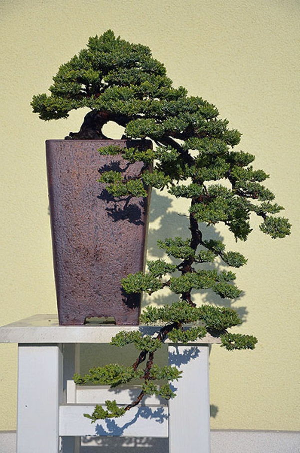 Bonsai rūšys-kaip-verksmas forma