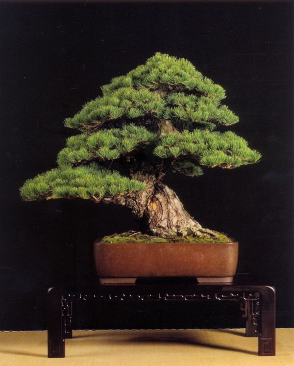 Spygliuočių nei Bonsai