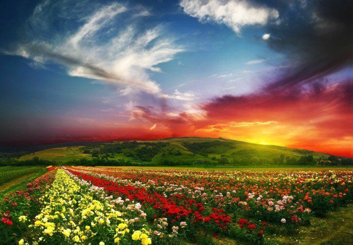 Feltet-med-fantastiske-blomster-nydelig-himmelske stråler