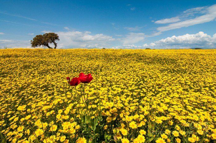 Il campo-con-giallo-fiori-and-a-poche-papavero come accento