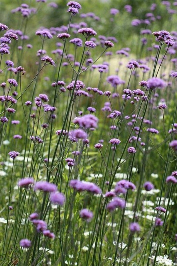 Câmp cu-violet-Verbena-Bonariensis