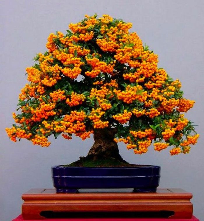 frutos de laranja Firethorn árvore de bonsai