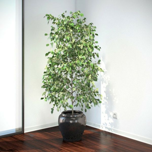 Ficus benjamina-in-the-canto-in-pot-care-muito-fácil