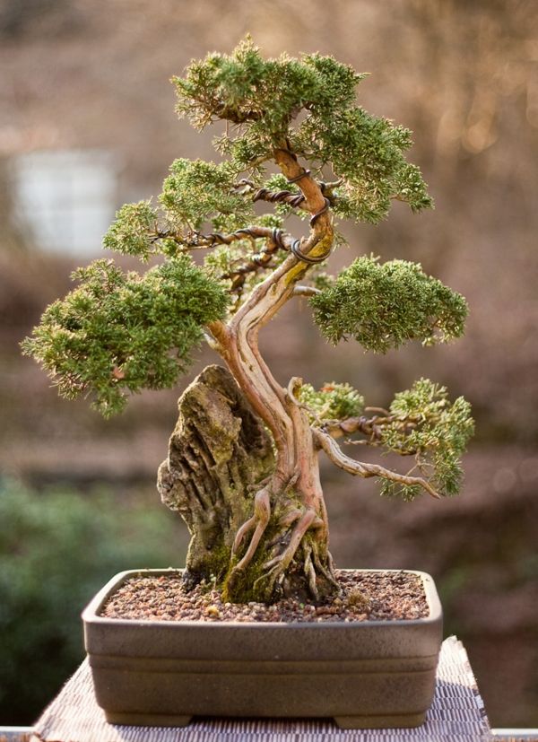 Bonsai kadagių nei Edele spygliuočių