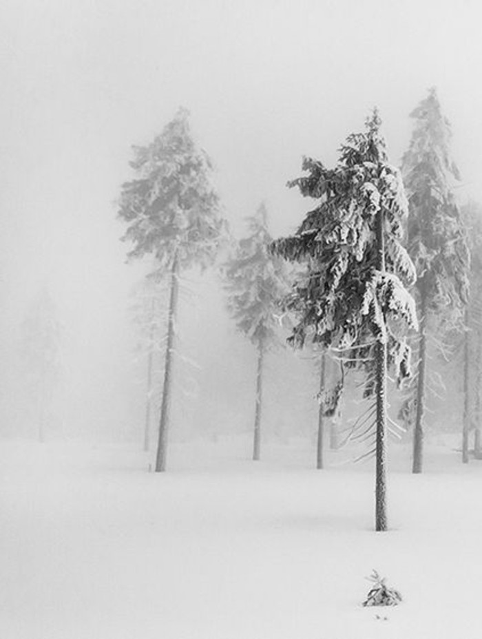 Nuotraukų Miško-in-žiemos žiemos paveikslėlyje
