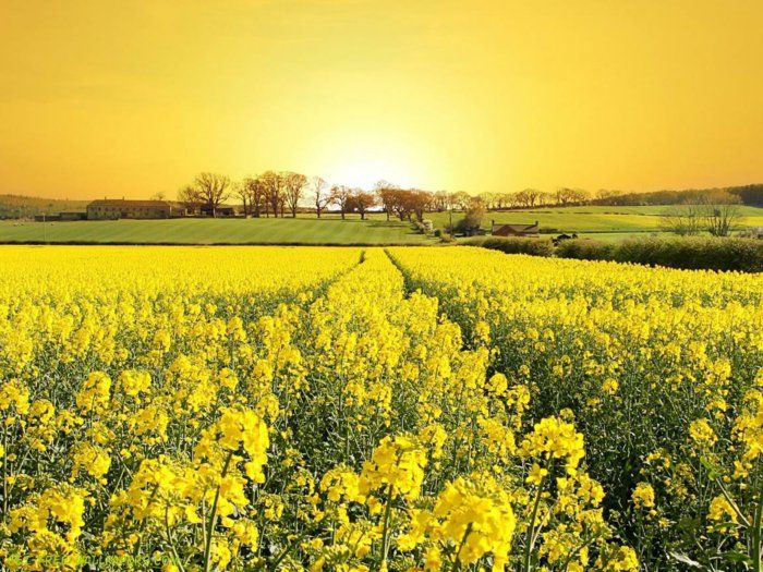 Spring bilder Fält med gula blommor