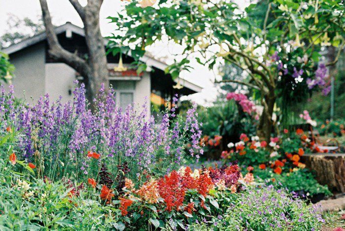 Giardino-pieno con fiori colorati