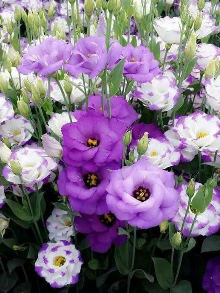 Grădină-plin cu flori alb-violet și-