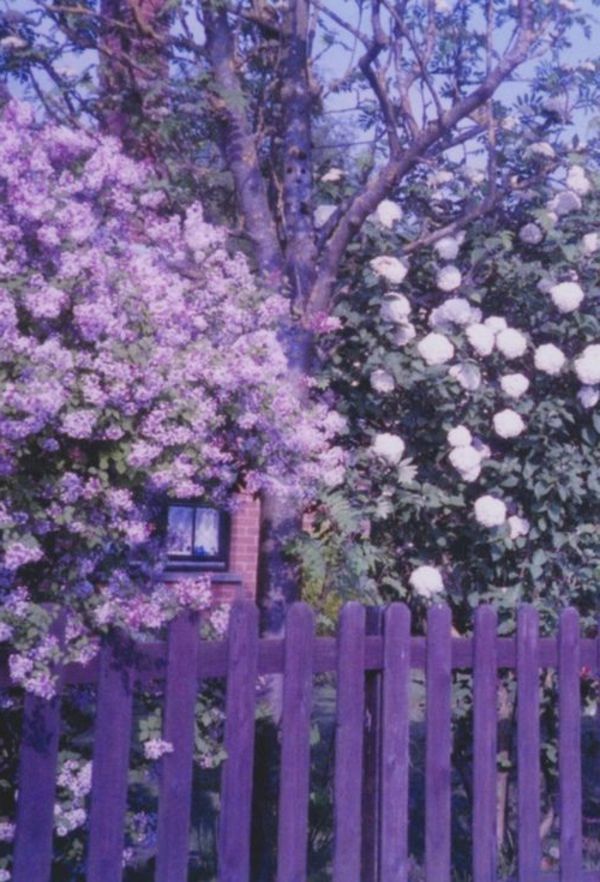Fence-in-vackra-lila färg