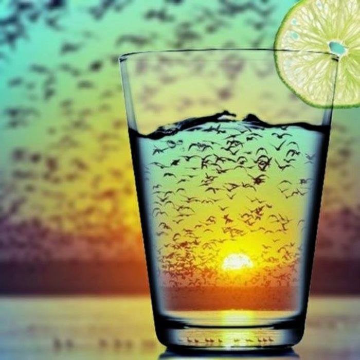 coola bilder Drink Lemon flock fåglar Sunset