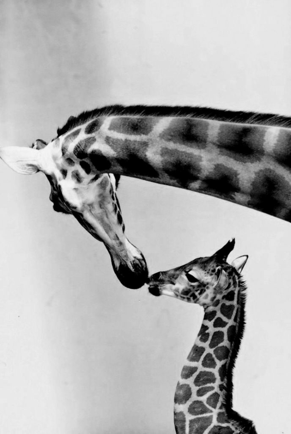 Žirafa bozk matka a dieťa