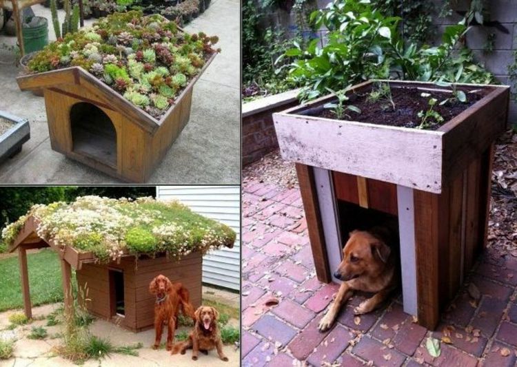 stogo-ekologiškesnį-šuo-namo-prašmatnus netauriojo-ypač