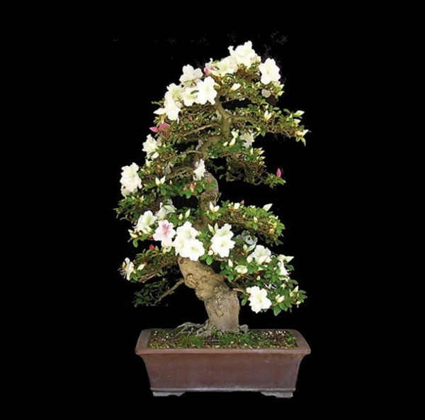 Didelio žydėjimo Bonsai